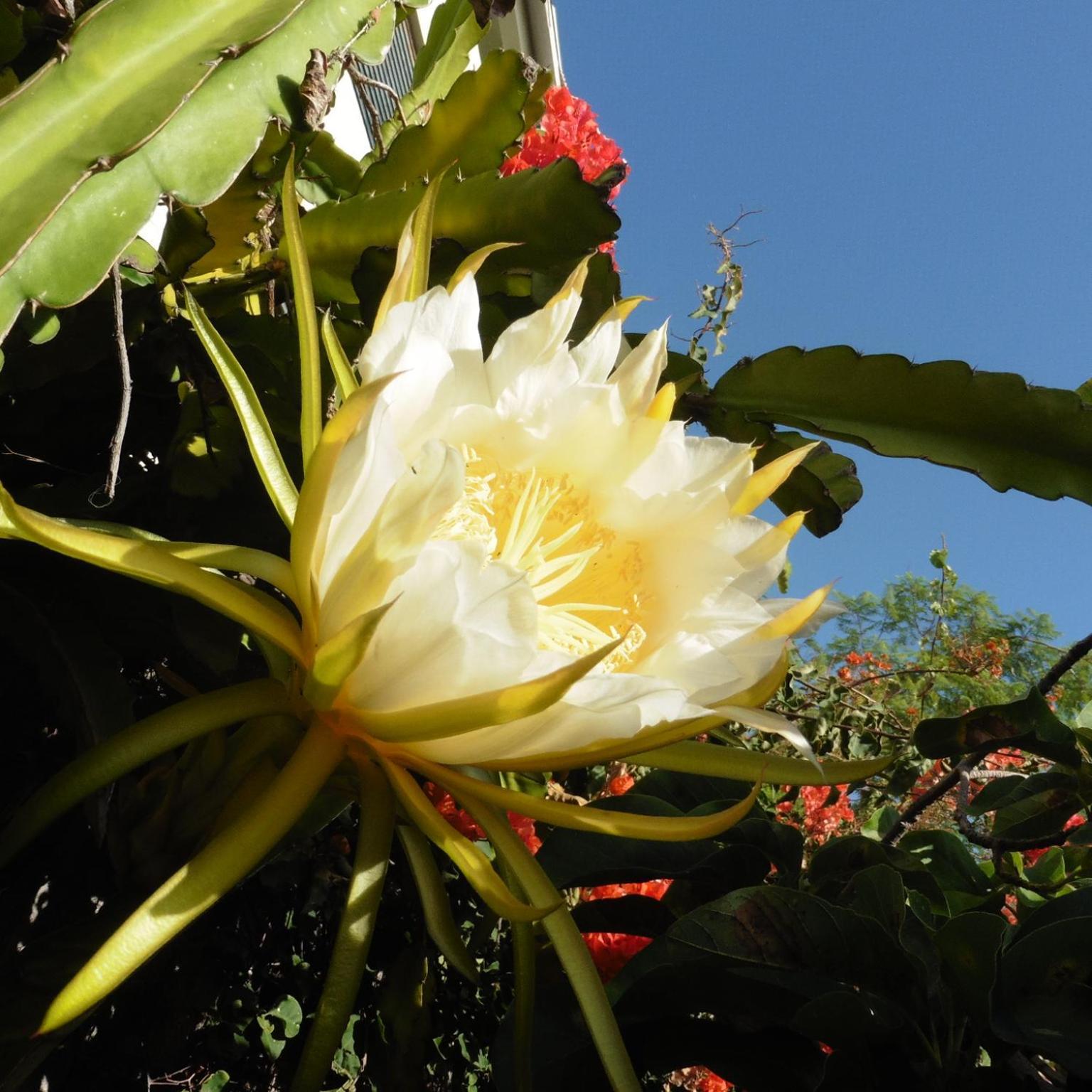 Bungalow Garden View