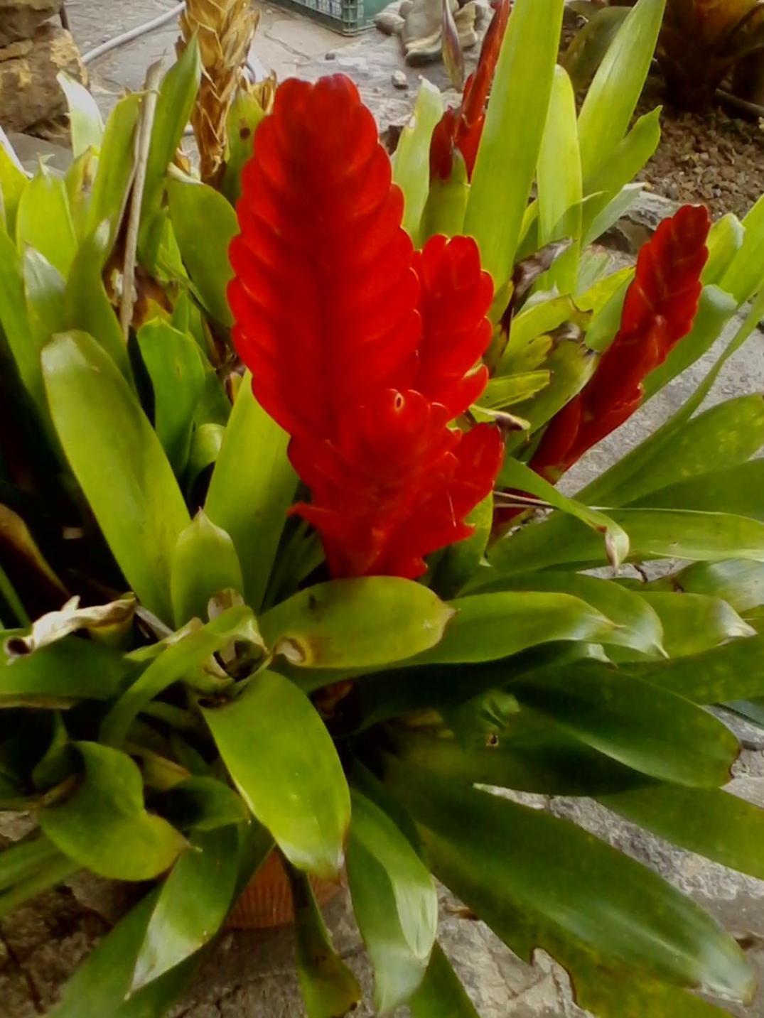 Bungalow Garden View